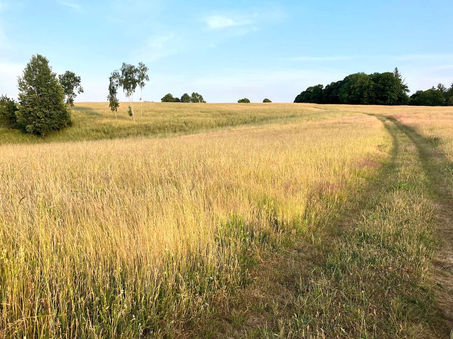 Zlatavá louka s pěšinou a stromy na horizontu